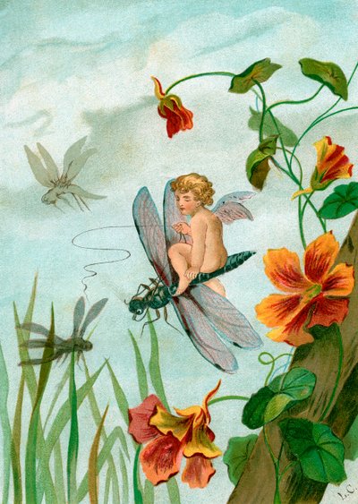 ナスタチウムの花の近くでトンボに乗る翼のある妖精 作： Unknown artist