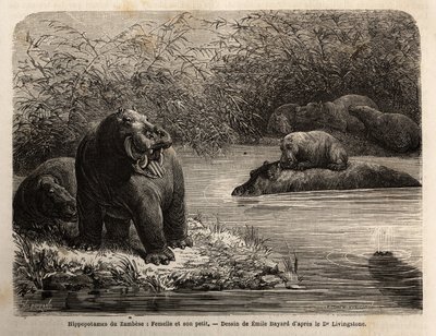 Zambese Hippotamus: 川の中でリフレッシュする雌とその子供。1840年から1856年にかけて行われたリビングストン博士の南部アフリカへの最初の航海を示すエングレーヴィング。 作： Unknown artist