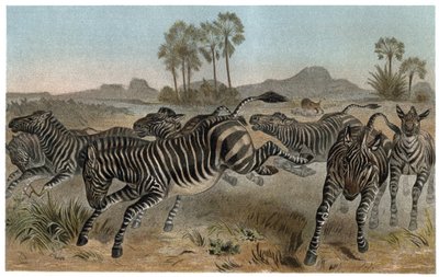 ゼブレ - シマウマ - アフリカのウマ科 - アルフレッド・エドモンド・ブレム（1829-1884）の「ブレムの動物生活」からの版画 作： Unknown artist