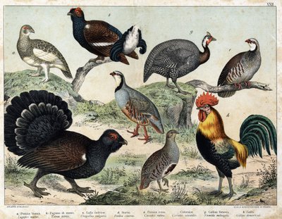 a:アルペン・ラグーン（Lagopus mutus）、b:ライアーテトラ(Tetrao tetrix)、c：グレートテトラ(Urogallus vulgaris)、d：アッシュパートリッジ(Partrix cinerea)、e：レッドパートリッジ(caccabis rubra)、f：バルタベル(caccabis saxatis)、g：ギニアファウル(Numida meleagris)、h：ルースター( 作： Unknown artist
