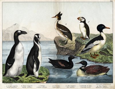 a:コモン・ゴールドフィッシュ（Mergus merganser）、b：コモン・グレイブ（Podiceps cristatus）、c:コモン・ルーン（Colimbus glacialis）、d:ブラックギョリュウ(Cephis grylle)、グレートピンゴイン(Alca impennis)、f：パフィン(Fratercula artica)、g：ロイヤルペンギン(Aptenodydydye pa 作： Unknown artist