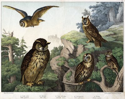 a:金色のフクロウ（Bubo ignavus）、b：フロッテ（猫ふんじゃった）（Asio shell）、c:ワイルドフクロウ（Syrnium aluco）、d:フクロウ（Strix flammea）、e:フクロウ(Athene noctua)-「鳥類の自然史」Hoepli編、ミラノ 作： Unknown artist
