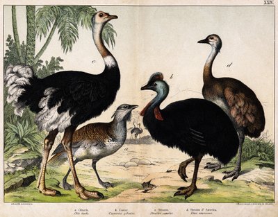 a:グランス・ビスタード（Otis tarda）、b：カソア（Casarius galeatus）、c:アフリカダチョウ（Struthio camelus）、d:ナンドン（Rhea Americana） -Hoepli編「オイデアルの自然史」（ミラノ）より 作： Unknown artist