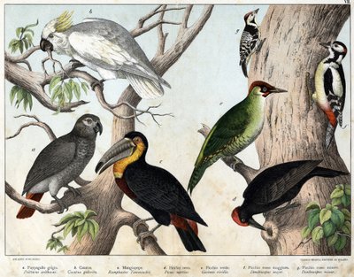 a:オカメインコ（Psittacus erithacus）、b：オカメインコ（Cacatua galerita）、c:オオハシ（Ramphastos temminckii）、d:ブラックウッドペッカー（Picus Martius）、e:アオゲラ (Gecinus veridis), f: アカゲラ (Dendrocopus minor in) - 『Natural History of 作： Unknown artist