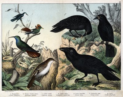 a:グリムペロー（certhia familiaris）、b：小ハエドリ（Mellisuga minima）、c:オナートハチドリ（Lophornis ornata）、d：サファイアハチドリ（Hylocharis sapphirina）、e：インペリアルカラス（Corvus corax）、f：ブラックカラス（Corvus Corone）、g：カラス（Corvus fruity gi 作： Unknown artist