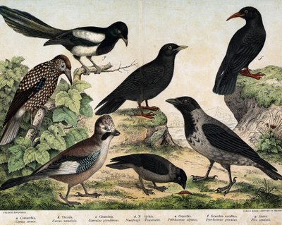 a:マントカラス（Corvus cornix）、b：ハシボソガラス（Corvus monedula）、c:チャンネルカケス（Garrulus glaudarius）、d:Speckled cassenoix (Nucifraga caryocatactes), e: Yellow-billed Chocad (Pyrrohocorax alpinus), f:アカハシ（Pyrrhocorracorracrax）×グラキュウ 作： Unknown artist