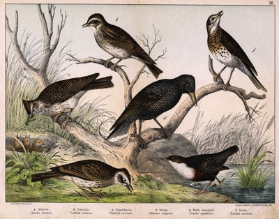 a:オオヒバリ（Alauda arvensis）、b：ルリヒバリ（Lullula arborea）、c:カッペラッチア（Galerita cristata）、d:サンソネット・ムクドリ（Sturnus Vulgaris）、e:カモ（Cinclus aquaticus）、f：ツグミ（Turdus musicus） - 「鳥類の自然史」（Hoepli編、ミラノ）より 作： Unknown artist