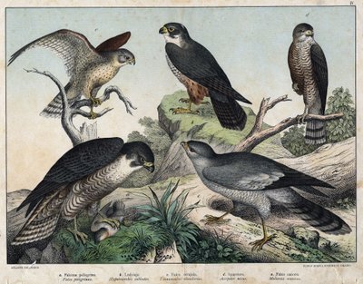 a:ペレリンファルコン（Falco peregrinus）、b：ハクビシン（Hypotriorchis subbuteo）、c:ケストレル・ファルコン（Tunnunculus alaudarius）、d:ヨーロピアン・ホーク（Accipiter nisus）、e：シンギング・アラウンド（Melierax musicus）......Hoepli編『Natural History of Birds』（ミラノ）に掲載。 作： Unknown artist