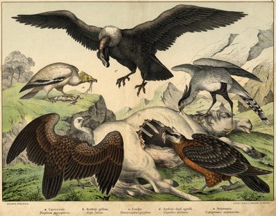 a:ペルノプテルス（Neophron percnopterus）、b：グリフォンハゲタカ（Gyps fulvus）、c:コンドル（Sarcoramphus gryphus）、d:d：子羊のハゲタカ（Gypaëtus barbatus）、e：蛇（Gypogeranus serpentarius）......Hoepli編『鳥類の自然史』（ミラノ）より 作： Unknown artist