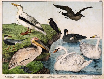 a:ウミツバメ（Sterna hirundo）、b：ミドリシジミ（Stercorarius pomatorhinus）、c:嵐の鳥（Thalassidroma pelagica）、d:アルバトロス（Diomedea exulans）、e:ペリカン(Pelecanus onocratalus)、f:ロイヤルコハクチョウ（Cygnus olor）、g：ワイルドコハクチョウ（Cygnus Musicus）、h:ウィ 作： Unknown artist