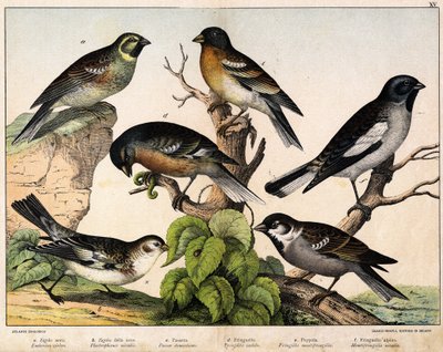 a:スズメ（Emberiza circlus）、b：ユキノシタ（Plectrophanes nivalis）、c:スズメ（Pour domesticus）、d:ピンソン（Fringilla coelebs）、e:Northern Pinson (Fringilla montifringilla), Niverolle (Montifringilla nivalis) - "Natural History of birds", ed. Hoep 作： Unknown artist
