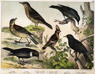 a:ツグミ（Turdus viscivorus）、b：ツグミ（Turdus pilaris）、c:クロツグミ（Merula torquata）、d:ブルーブラックバード（Monticola cyanus）、e：ブラックバード（Merula nigra）、f：ボヘミアン・デ・チャタラー（Ampelis garulus）-Hoepli編『鳥の自然史』（ミラノ）より 作： Unknown artist