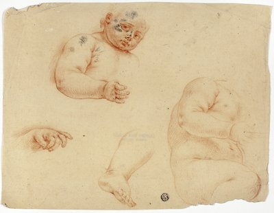 子供のスケッチ：  半身、胴体、足、手 作： Unknown Lombard