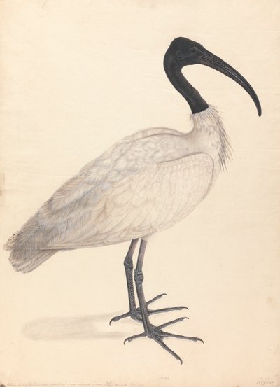 黒と白のインドの鳥 (ペアの 1 つ) 作： Unknown artist