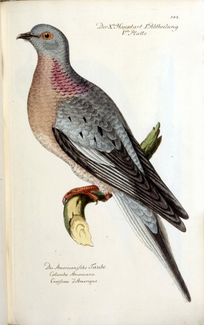 今では絶滅してしまった渡り鳥のハト。フリッチの動物学的チャート 作： Unknown artist