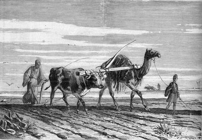 エジプトの農業：牛とラクダに引かれたプラウ。1882年6月17日発行の "Le Monde Illustré "1316号に掲載された図版。 作： Unknown artist
