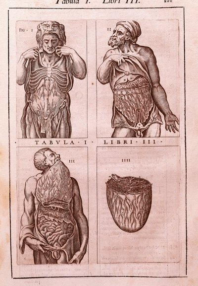 腹部の寸法、筋肉、腸、胃を表す解剖学的ボード。Juan Valverde De Amusco (1525-1588)による「Anatomia Corporis Humani」のエングレーヴィング。第1表、第3巻。バルセロナ。カタルーニャ国立図書館（Biblioteca de Catalunya 作： Unknown artist