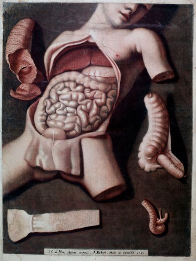 人間の腹部の内側を表す解剖学的な板：インステスティン、胃。1742.個人蔵 作： Unknown artist