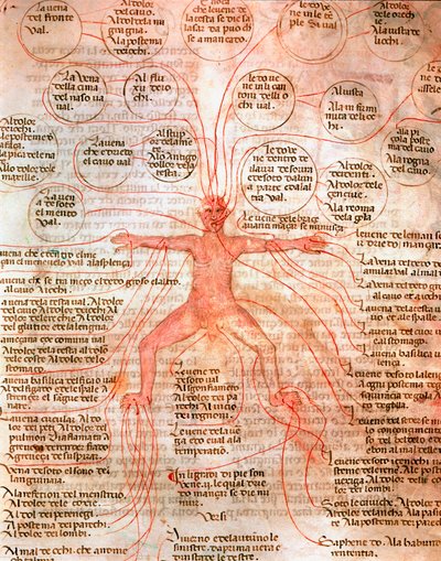 血液循環を示す解剖図 13世紀ヴェネツィア、Biblioteca Marcianaの写本 "De surgia "のミニチュア 作： Unknown artist
