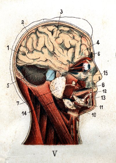 解剖学：人間の頭蓋骨の断面図、脳と顔の断面図。板は頭蓋骨の高さにある腺、小葉、小脳を表している。"The new natural medication" by F.E. Bilz.1898. 作： Unknown artist