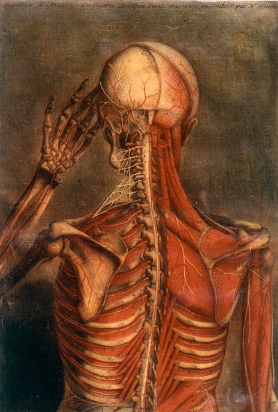 人体の解剖図：後ろから見た樹皮。18世紀の医療ボード パリ、B.N. 作： Unknown artist