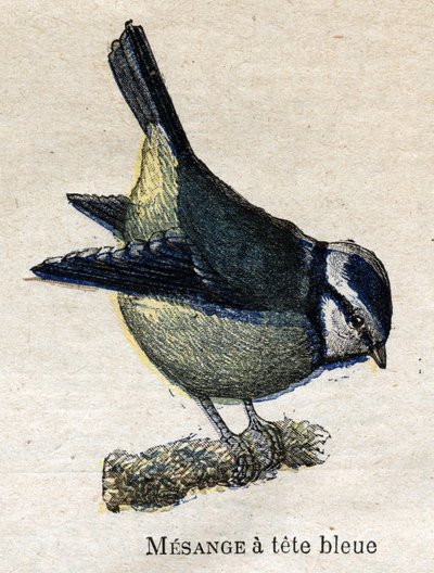 農業に役立つ鳥。ブルーヘッド・メーンレンジ 作： Unknown artist
