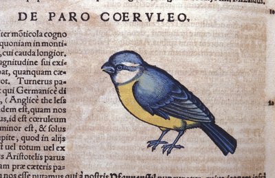 コンラッド・ゲスナー(1516 - 1565)の『Historia Animalium』に登場するブルーパセリーネ、ティグリ 作： Unknown artist