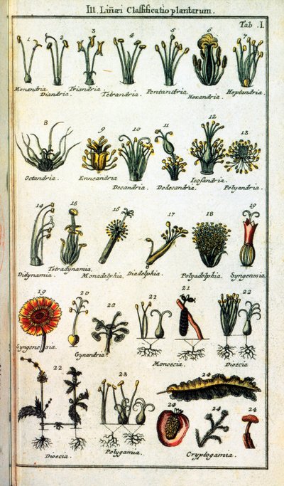 ボタニカルボード。スウェーデンの博物学者、カール・フォン・リンネ（1707-1778）による植物の分類を「" Compendium Botanices Systematis Linnean "」で紹介。版 作： Unknown artist