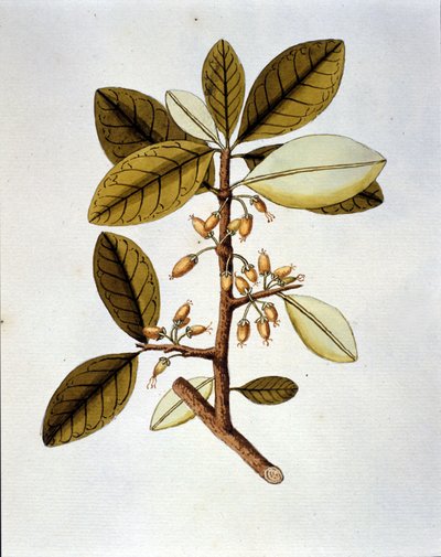 ニコラス・ジョセフ・ジャクインの植物誌「Selectarum Stirpium Americanarum Historia」に掲載されているコカの植物（Erytroxilum Havanense）を描いた植物図版です。 作： Unknown artist