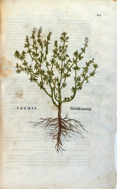 ボタニカルプレート。Thyme (Thymus) Lheonard Fuchsによるハーバリウム、「Historia Stirpium」、Bale 作： Unknown artist