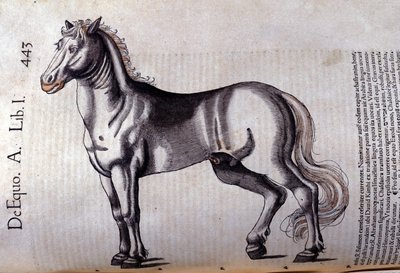 馬です。コンラッド・ゲスナー(1516 - 1565)の『Historia Animalium』では、Tiguri 作： Unknown artist