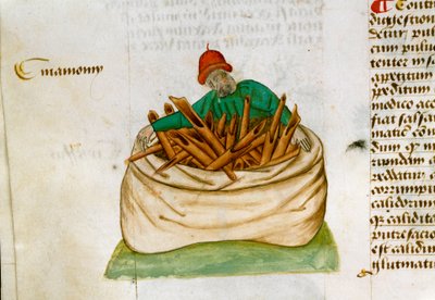 シナモン・セラー 薬草の説明とその調理法Pedanius Dioscorides (Dioscorides) (西暦40-90年)の「薬草に関する考察」(Tractatus de herbis)の写本ページ Lat.1152 作： Unknown artist