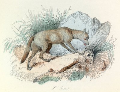 リンネの命名法とキュヴィエの分類による「ビュフォン全集」：動物北極の狐（エングレーヴィング） 作： Unknown artist