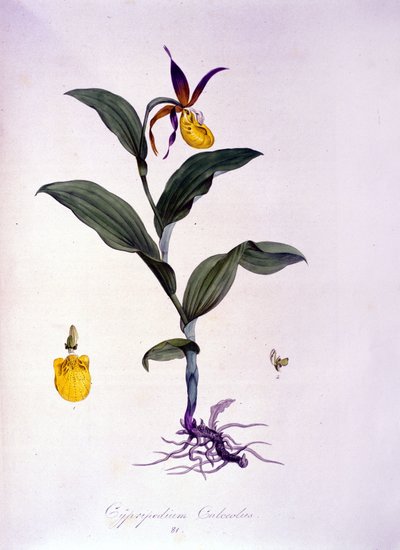 Cypripedium calceolus: 蘭の種類。 作： Unknown artist