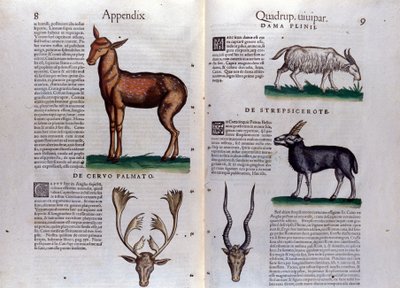 鹿とカモシカ - コンラッド・ゲスナー（1516 - 1565）の『Historia Animalium』では、Tiguri 作： Unknown artist