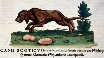 コンラッド・ゲスナー著『Historia Animalium』の犬、Tiguri 1560年。Braidense国立図書館。ミラノ 作： Unknown artist