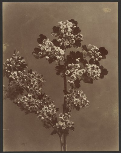 [複数の花房を持つ花の習作]。 作： Unknown artist