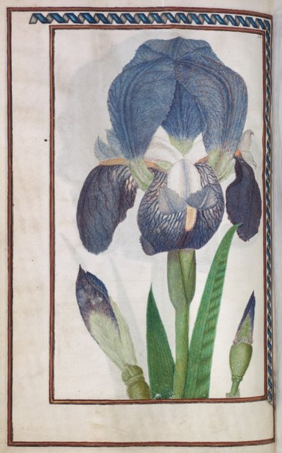 Florilegium: (14 ページの裏面) 青と白のアイリス 作： Unknown artist
