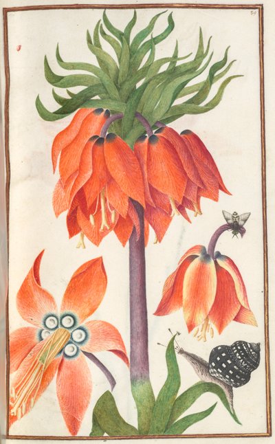 Florilegium: (ページ 19 recto) オレンジ fritillaria imperialis (王冠インペリアル) 作： Unknown artist