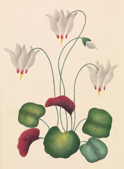 三輪の花 作： Unknown artist