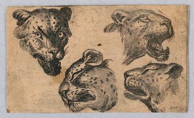 ヒョウの頭に関する 4 つの研究 作： Unknown artist