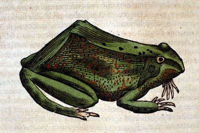 コンラッド・ゲスナー著『Historia Animalium』のカエル、ティグリ1560年。Braidense国立図書館。ミラノ 作： Unknown artist