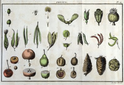 果物：「Flora Françoise（フランスに自生するすべての植物の簡単な説明）」の中で、「医学における最小限の等閑視された美徳と芸術における有用性を引用した新しい分析方法に従って配列されている。 作： Unknown artist