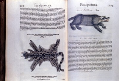 毛皮の動物-コンラッド・ゲスナー(1516 - 1565)の『Historia Animalium』では、Tiguri 作： Unknown artist