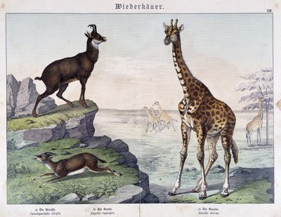 キリン、カモシカ、ガゼル......Schreiber編「Histoires naturelles des mammals」に掲載。 作： Unknown artist