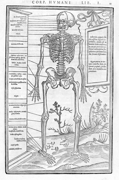 人間の骨格、前部。De dissectione partium corporis humani lbri tres... "の解剖学的プレート。「カルロ・ステファノ・リベリオ、パリ、1545年 作： Unknown artist