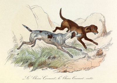 ビュフォン全集』の挿絵：動物たち：求愛する犬と求愛される犬（エングレーヴィング） 作： Unknown artist