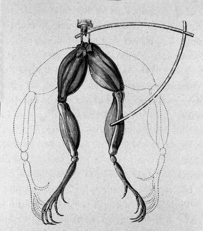 イタリアの物理学者・医師であるルイジ・ガルヴァーニ（1737〜1798）が、カエルの足に電流が流れることを説明した実験の図。 作： Unknown artist