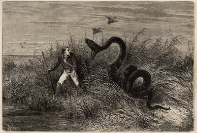 Pointe aux MoustiquesまたはPointe Macouria（フランス領ギアナ）のマレケージでの鴨狩り中の出来事、見張りのハンターにボアが襲いかかる。1862年から1863年にかけてのフランス領ギアナでの航海を説明するために、フレガート号の船長フレデリック・ブイエが描いた版画。 作： Unknown artist