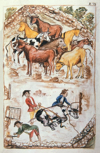 トルヒーヨ司教バルタサル・マルティネス・コンパニオン・イ・ブジャンダ（1782-1785）の著書「トルヒーヨ・デル・ペルー」（Códice Martínez Compañón）より「牛を守るインディアン」。 作： Unknown artist